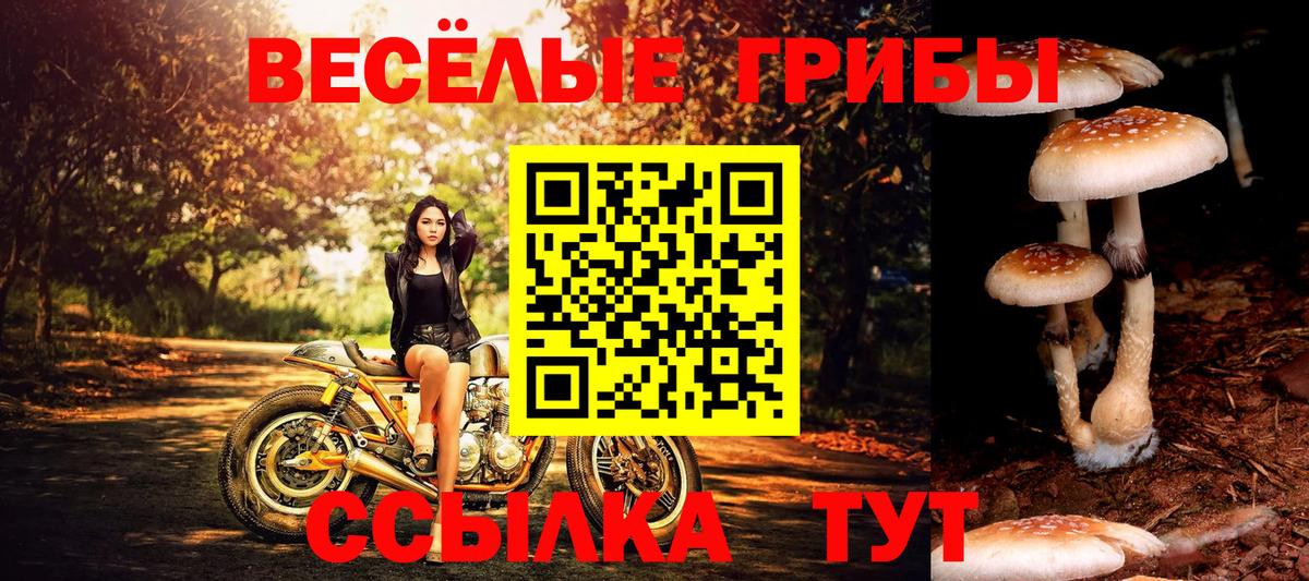Курчатов  Псилоцибиновые грибы Psilocybine cubensis  Вход с VPN  Галлюциногенные грибы GOLDEN TEACHER 